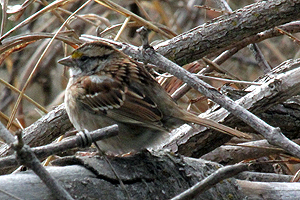 White-throated Sparrow